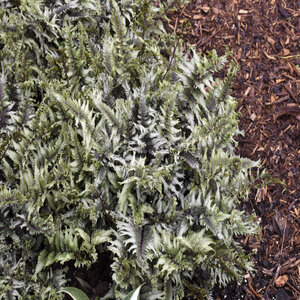 Athyrium niponicum Crested Surf Proven Winners Japanese Painted Fern True 1 gal. (3.79 L) Container