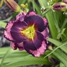 Hemerocallis X Rainbow Rhythm Storm Shelter Daylily