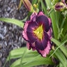 Hemerocallis X Rainbow Rhythm Storm Shelter Proven Winners Daylily 2 gal. Container