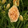 Hemerocallis X Rainbow Rhythm Siloam Peony Display Proven Winners Daylily 2 gal. Container