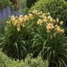 Hemerocallis X Rainbow Rhythm Siloam Peony Display Proven Winners Daylily 2 gal. Container