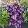 Heuchera X Dolce Wildberry Proven Winners Coral Bells True 1 gal. Container