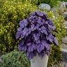 Heuchera X Dolce Wildberry Proven Winners Coral Bells True 1 gal. Container