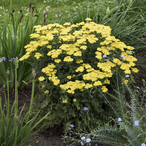 Achillea x Firefly Sunshine Proven Winners Yarrow