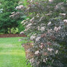 Sambucus Nigra Color Choice Black Lace Proven Winners Elderberry 3 gal. Container