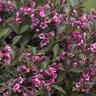 Weigela Florida Fine Wine Proven Winners Weigela 7 gal. Container