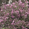 Weigela Florida Fine Wine Proven Winners Weigela 7 gal. Container