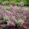 Weigela florida My Monet Purple Effect Proven Winners Weigela