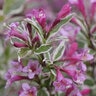 Weigela florida My Monet Purple Effect Proven Winners Weigela