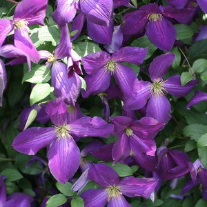 Clematis X Happy Jack Purple Clematis