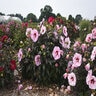 Hibiscus X Summerific Cherry Choco Latte Rose Mallow
