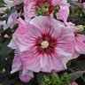 Hibiscus X Summerific Cherry Choco Latte Proven Winners Rose Mallow 2 gal. Container