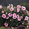 Hibiscus X Summerific Cherry Choco Latte Proven Winners Rose Mallow 2 gal. Container