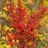 Ilex verticillata Color Choice Berry Heavy Proven Winners Winterberry Holly