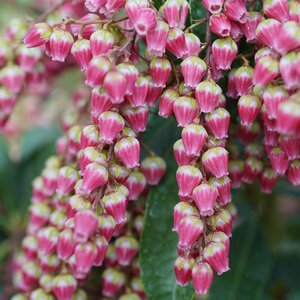 Pieris japonica Interstella Proven Winners Japanese Andromeda