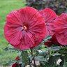 Hibiscus X Summerific Blackberry Merlot Proven Winners Rose Mallow 3 gal. Container
