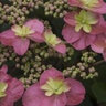 Hydrangea Serrata Color Choice Tuff Stuff Red Lacecap Hydrangea