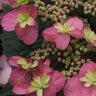 Hydrangea serrata Tuff Stuff Red Proven Winners Mountain Hydrangea 5 gal. (14.88 L) Container