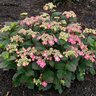 Hydrangea serrata Tuff Stuff Red Proven Winners Mountain Hydrangea 5 gal. (14.88 L) Container