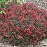 Berberis thunbergii Sunjoy Mini Salsa Proven Winners Japanese Barberry