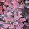 Berberis thunbergii Sunjoy Mini Salsa Proven Winners Japanese Barberry