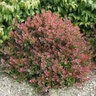 Berberis thunbergii Sunjoy Mini Salsa Proven Winners Japanese Barberry