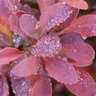 Berberis thunbergii Sunjoy Mini Salsa Proven Winners Japanese Barberry