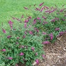 Buddleia X Lo & Behold Ruby Chip Proven Winners Butterfly Bush 2 gal. Container

