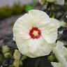 Hibiscus X Summerific French Vanilla Proven Winners Rose Mallow 2 gal. Container

