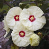 Hibiscus X Summerific French Vanilla Proven Winners Rose Mallow 2 gal. Container

