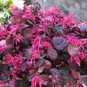 Loropetalum Chinense Color Choice Kurenai Daiou Jazz Hands Bold Fringe Flower