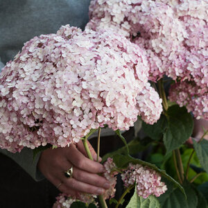 Hydrangea Arborescens Incrediball Blush Smooth Hydrangea