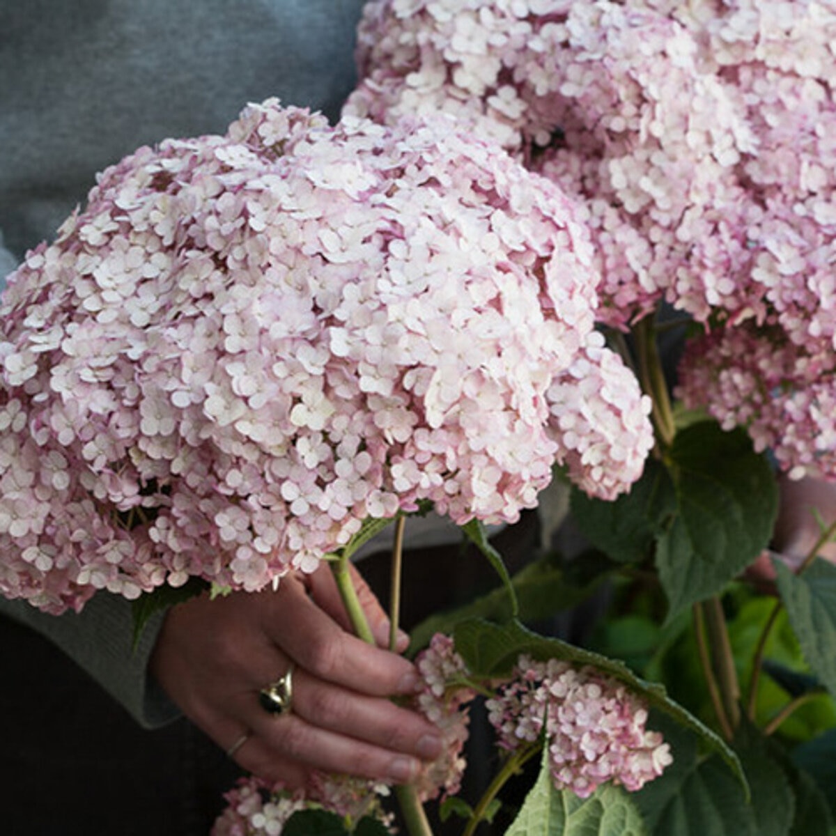Hydrangea arborescens Incrediball Blush Proven Winners Smooth Hydrangea ...