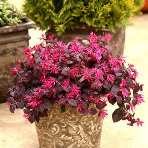 Loropetalum chinense Color Choice Jazz Hands Dwarf Pink Proven Winners Fringe Flower