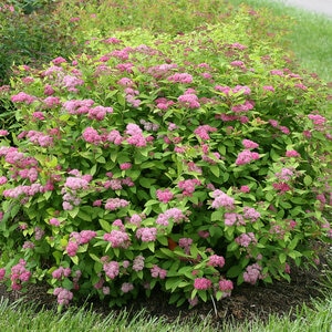 Spiraea X Double Play Big Bang Spirea