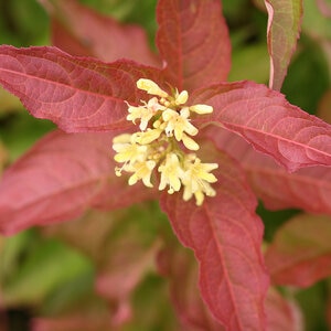 Diervilla X Kodiak Orange Bush Honeysuckle