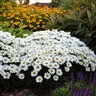 Leucanthemum X Superbum Amazing Daisies Daisy Duke Daisy May Shasta Daisy