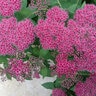 Spiraea Japonica Double Play Red Spirea