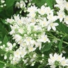 Deutzia x Color Choice Yuki Snowflake Proven Winners Deutzia