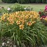 Hemerocallis X Rainbow Rhythm Tiger Swirl Daylily
