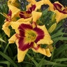 Hemerocallis X Rainbow Rhythm Tiger Swirl Daylily