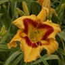 Hemerocallis X Rainbow Rhythm Tiger Swirl Daylily