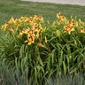 Hemerocallis X Rainbow Rhythm Tiger Swirl Daylily