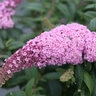 Buddleia X Pugster Pinker Butterfly Bush