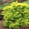 Berberis Thunbergii Sunjoy Koren Citrus Proven Winners Japanese Barberry 5 gal. Container

