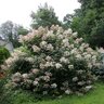 Hydrangea Paniculata Color Choice Quick Fire Proven Winners Panicle Hydrangea True 3 gal. (11.36 L)  Container