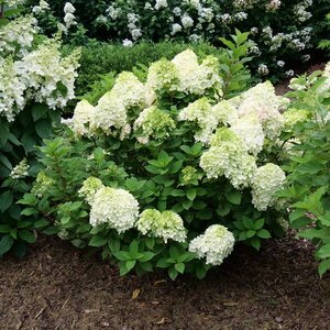 Hydrangea Paniculata Little Lime Punch Panicle Hydrangea