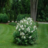 Spiraea media Double Play Blue Kazoo Proven Winners Spirea True 2 gal. (7.57 L) Container