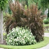 Spiraea media Double Play Blue Kazoo Proven Winners Spirea True 2 gal. (7.57 L) Container