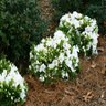Rhododendron X Bloom-A-Thon White Azalea